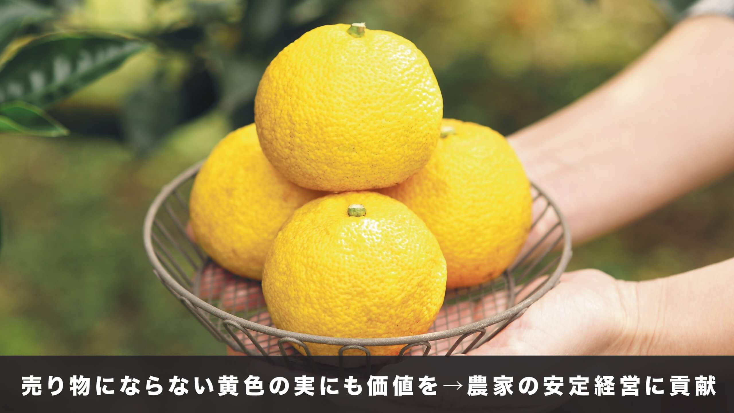 黄金へべす